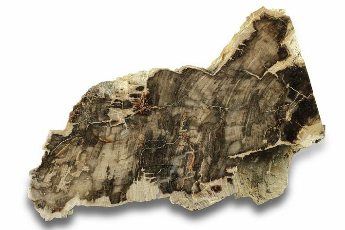 Polished, Petrified Wood (Metasequoia) Stand Up - Oregon #263765